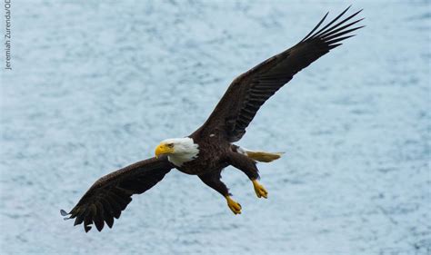Eagles Soaring Into Oklahoma As Winter Months Arrive
