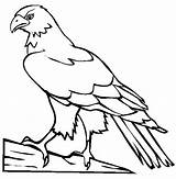 Hawk Coloring Pages Color Bird Drawing Draw Kids Animals Wood Printable Online Burning Animal Simple Print Colouring Hawks Sheet Eagle sketch template