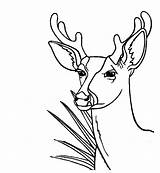 Deer Coloring Pages Antler Printable Animals Bestappsforkids Getcolorings Prints Color sketch template