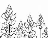 Texas Coloring Flower Bluebonnet Bluebonnets Drawing Drawings Template State Designlooter Getdrawings sketch template