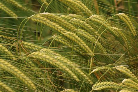 top health benefits  barley hb times