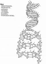 Coloring Dna Biology Pages Science Molecule Worksheet Acid Replication Translation Transcription Sheets Colouring Genetics Nucleic Worksheets Printable Color Molecular Activity sketch template