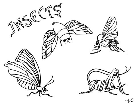 insect coloring pages  preschoolers coloring pages