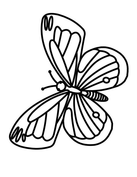 pin  butterfly