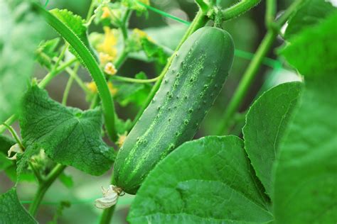 caracteristicas del pepino huerto en casa