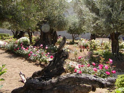 garden  gethsemane israel tours maranatha tours