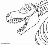 Rex Coloring Skeleton Tyrannosaurus Colorear Coloringcrew Pages Getdrawings Getcolorings sketch template