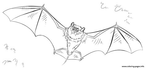 vampire bat coloring pages bat coloring page  coloring page