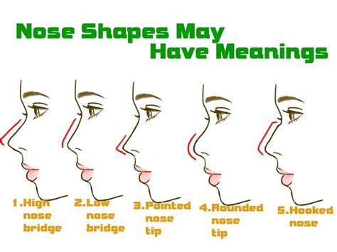 nose shapes drawings morpho
