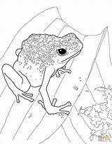 Frog Coqui Coloring Dart Poison Blue Drawing Pages Getdrawings Supercoloring Drawings sketch template