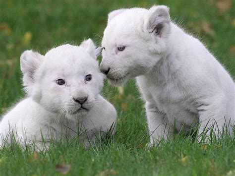 baby white lion pictures  wallpaper