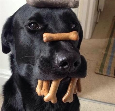 funny dog pictures  adorable reasons  dogs rule