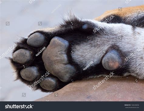 tiger paw stock photo  shutterstock