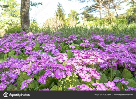 purple violet pink colored flowers grow shade trees  tall stock