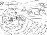 Otter Otters Wydry Kleurplaat Morskie Kolorowanka Supercoloring Urocze Lontra Onlinecoloringpages Wydra Coloringbay Designlooter Drukuj Voorbeeldsjabloon sketch template