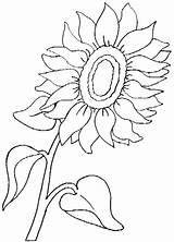 Sonnenblume Malvorlagen sketch template