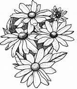 Rudbeckia Coloring Prairie Flower Designlooter Sun 07kb sketch template