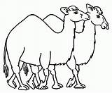 Camel Colorat Desene Planse Colorir Camellos Dromadaire Dibujo Camelo Animale Dromader Salbatice Animaux Desenhos Camelos Animales Fise Peccary Caravan Pintarcolorir sketch template