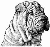 Coloring Pei Shar Sharpei Dog Pages 279px 48kb Colouring Tattoos Sprouls sketch template