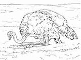 Ostrich Avestruz Empollando Huevos Supercoloring sketch template