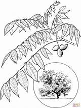 Nogal Leaves Butternut sketch template