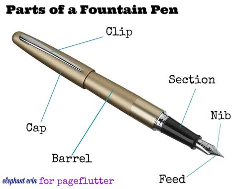 essential guide  fountain  anatomy page flutter