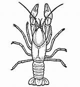 Crayfish Drawing Pages Colouring Clipart Clipartbest Jpeg sketch template