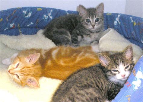 spa haguenau alerte adoption chatons