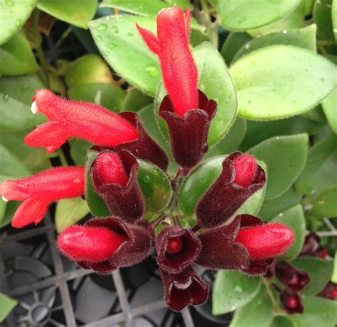 garys specialty plants lets    lipstick plant