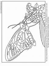 Coloring Pages Butterfly Book Rica Costa Winter Getcolorings sketch template