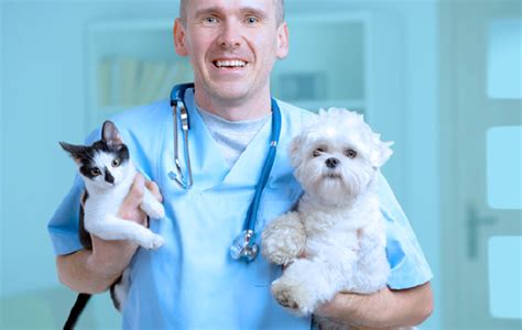 consult  vets trouble  computing solutions