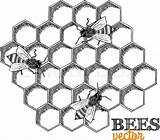 Honeycomb Malvorlage Bumblebee Besten Bees sketch template