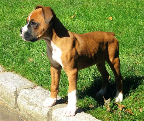 mini boxer  loyal friendly hybrid dog boxer breeders