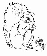 Squirrel Coloring Pages Gray Color Cartoon Printable 95kb 512px Getcolorings sketch template