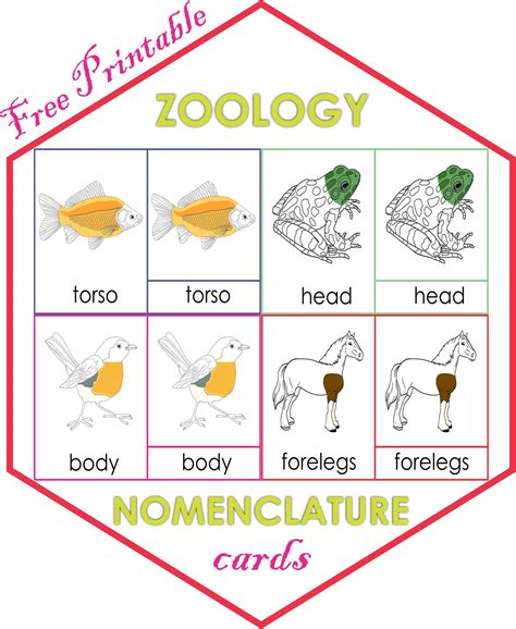 zoology nomenclature cards montessori montessoriseries