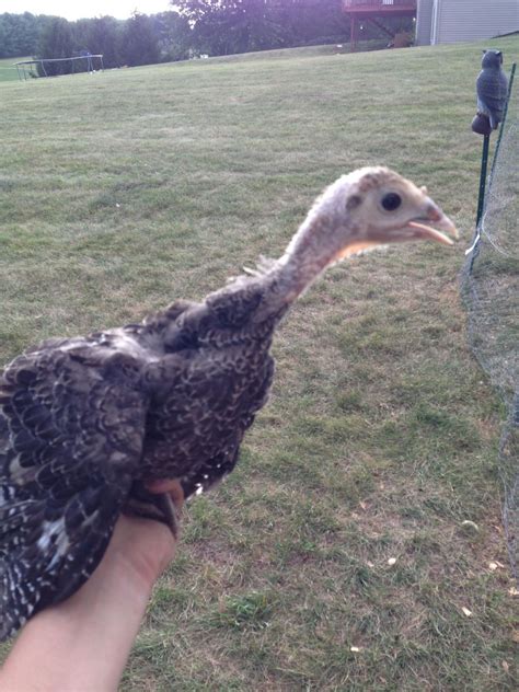 help sexing narragansett turkeys backyard chickens learn how to