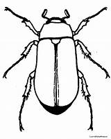 Beetle Insectes Beetles Insects Insecte sketch template