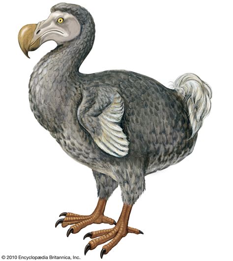 animaliak dodo