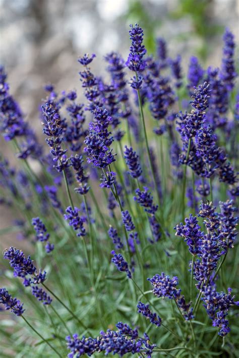 lavandula angustifolia munstead boomkwekerij lugthart