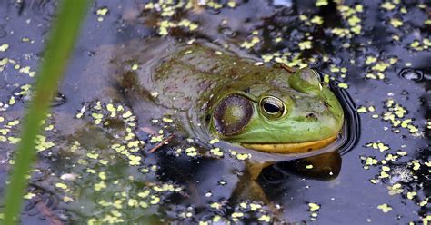 frogs    species   michigan