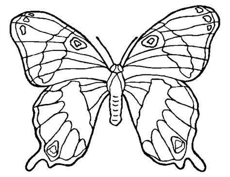 kleurplaat vlinder afb  butterfly coloring page colorful images