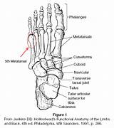 Physiology Bone Fracture Ankle Metatarsal Tendons Muscles Ligaments Wickedbabesblog sketch template