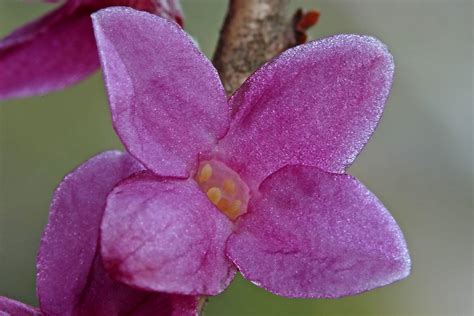 Daphne Mezereum Thymelaceae 080 16 Daphne Mezereum 080 1… Flickr