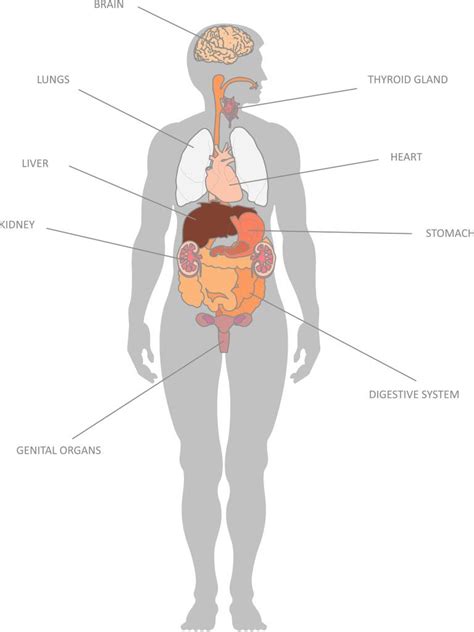 internal organs   functions education biology anatomy organs kids human body