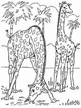 Girafa sketch template