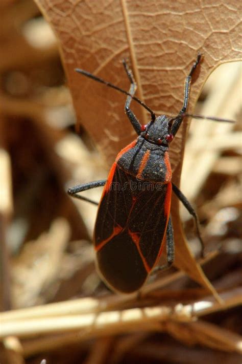 oranje en zwart insect stock foto image  nave macro