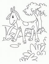 Coloring Pages Goat Cute Goats Gruff Billy Pygmy Popular Coloringhome Sheets sketch template