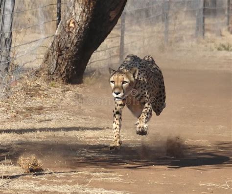 cheetah exercising  chasing  lure  stock photo image
