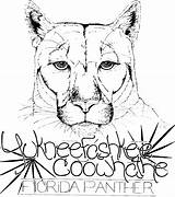 Panther Coloring Animal Florida Head Drawings Drawing Getdrawings sketch template