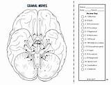 Endocrine Nervous Cranial Nerves Name sketch template